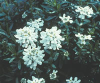 Candytuft at L & S Gardens