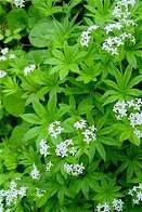 Sweet Woodruff at L and S Gardens in La Pine